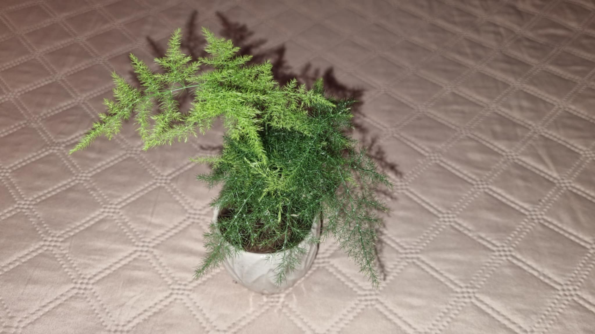 Asparagus Fern Image 1